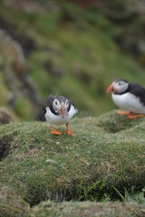 Naklejka na ściany i meble The large colonies of cute Atlantic Puffin birds on Mykines islands on the Faroe Islands