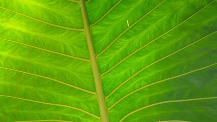 green leaf texture