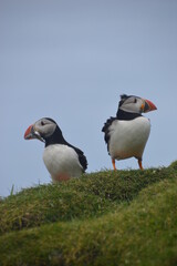 The large colonies of cute Atlantic Puffin birds on Mykines islands on the Faroe Islands