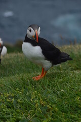 The large colonies of cute Atlantic Puffin birds on Mykines islands on the Faroe Islands