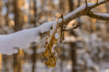 oak leaf on branch in shrubs in wild forest in snowy winter