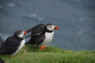 The large colonies of cute Atlantic Puffin birds on Mykines islands on the Faroe Islands