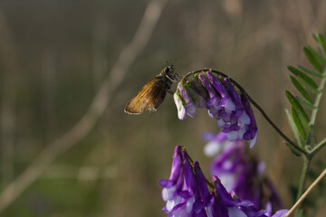 Fototapeta Motyl na kwiecie dzownku obraz