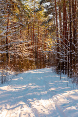 Winter forest landscape with pine trees, spruce, snow, tree shadows and forest road covered with snow in Northern Europe. 