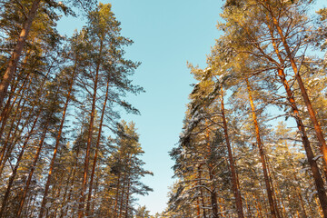 Winter forest landscape with pine trees, spruce, snow, tree shadows and forest road covered with snow in Northern Europe. 
