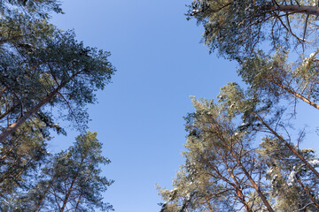 Winter forest landscape with pine trees, spruce, snow, tree shadows and forest road covered with snow in Northern Europe. 
