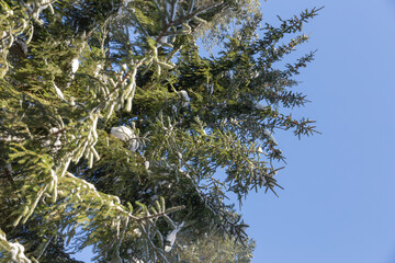 Winter landscape with bow down pine or juniper tree branch covered with a lot of snow in deep wild forest in sunny winter day