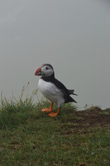 The large colonies of cute Atlantic Puffin birds on Mykines islands on the Faroe Islands