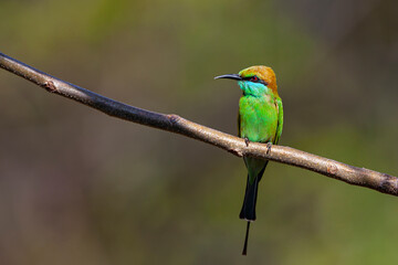 Obraz premium The blue-cheeked bee-eater (Merops persicus) 