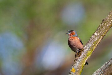 Common chaffinch-Songbird of the finch family.
