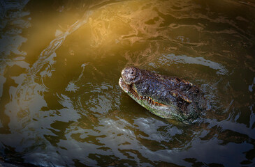 Fototapeta premium Crocodilia is an order of mostly large, predatory, semiaquatic reptiles, known as crocodilians. 