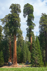 View of giant sequoia trees in Sequoia National Park, California, USA.