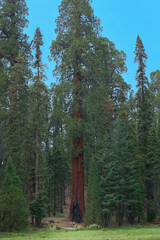 View of giant sequoia tree in Sequoia National Park, California, USA.