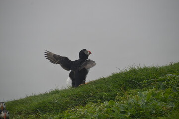 The large colonies of cute Atlantic Puffin birds on Mykines islands on the Faroe Islands