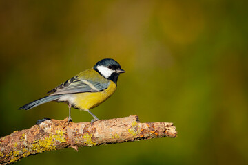 Obraz premium The great tit (Parus major) is a passerine bird in the tit family Paridae. 