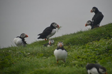 The large colonies of cute Atlantic Puffin birds on Mykines islands on the Faroe Islands