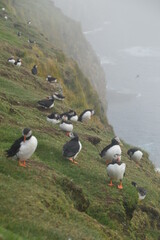 The large colonies of cute Atlantic Puffin birds on Mykines islands on the Faroe Islands