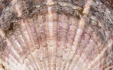 Seashell, ocean shell, close up. Mediterranean scallop shell, Pecten jacobaeus.