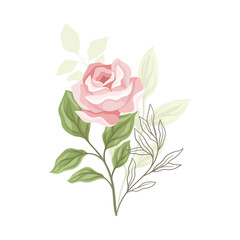 Showy Rose Flower on Leafy Stem as Garden Flora Closeup Vector Illustration
