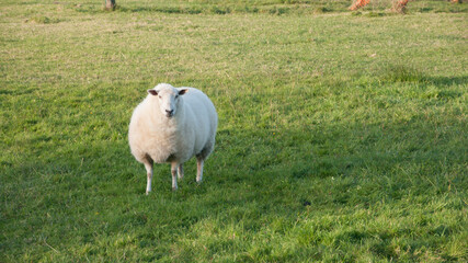 Oveja blanca en pradera de hierba verde
