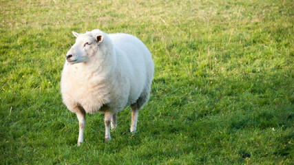 Oveja blanca en pradera de hierba verde