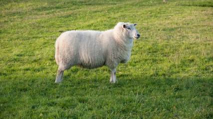 Obraz premium Oveja blanca en pradera de hierba verde