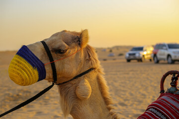 Head of camel in knitted yellow and blue muzzle on the desert bacground