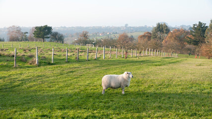 Obraz premium Oveja blanca en pradera de hierba verde