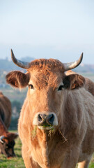 Cabeza de vaca marrón con cuernos pastando