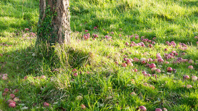 Manzanas maduras ca&iacute;das a los pies del manzano