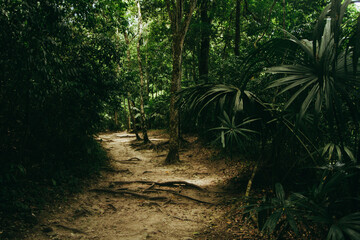 camino en medio de Selva petenera