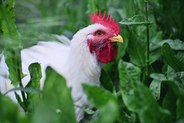 Profile of white domestic coack