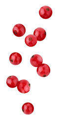 falling red currants, isolated on a white background.