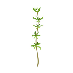 Obraz premium Thyme sprig in flat cartoon style isolated on white background.