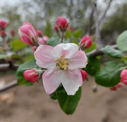 Apple tree flower close-up. Beautiful pink and white apple tree flowers. Flowers and buds of apple tree on a blurred background.