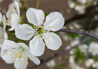 Beautiful cherry landscape. Floral spring abstract background of nature. Branches of blossoming cherry macro with soft focus.