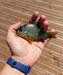 Closeup of a small pumpkinseed sunfish (Lepomis gibbosus) held in a man's hand