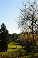 Autumn landscape with fir trees and yellowed leaves. Wooden fence that surrounds meadows where animals graze.