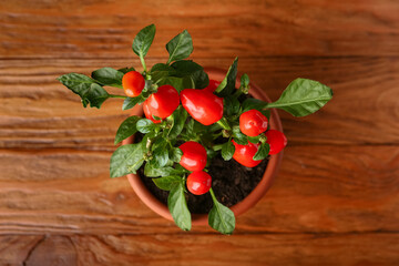 Pepper tree in pot on wooden background