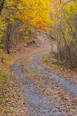 Dirt Road Foliage