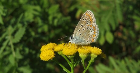 Beautiful agestis butterfly on tansy flowers in the meadow