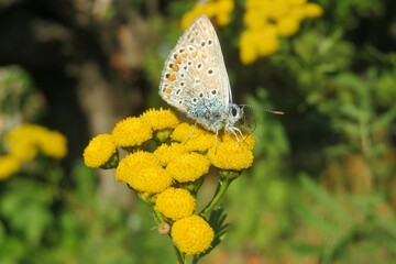 Beautiful agestis butterfly on yellow tansy flowers in the meadow, closeup