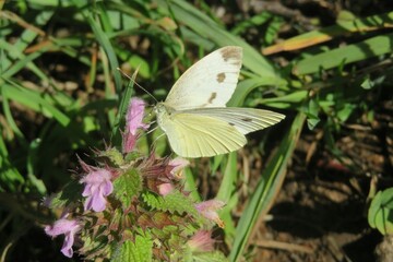 White butterfly on a lamium flowers in the meadow, closeup