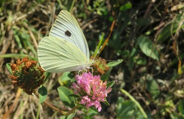Yellow cabbage butterfly on clover flower in the meadow, closeup