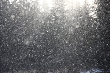 Winter day. Snow falls and the sun shines. The fir forest creates a dark background. Abstract natural picture.