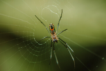 Araña con tonos naranja