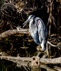Great Blue Heron Perched on Log