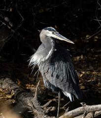 Great Blue Heron Perched on Log