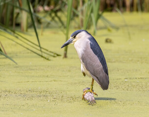 Black-crowned Night Heron on a log in a pond