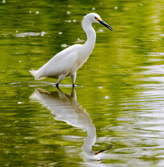 Snowy Egret wading in a Lake